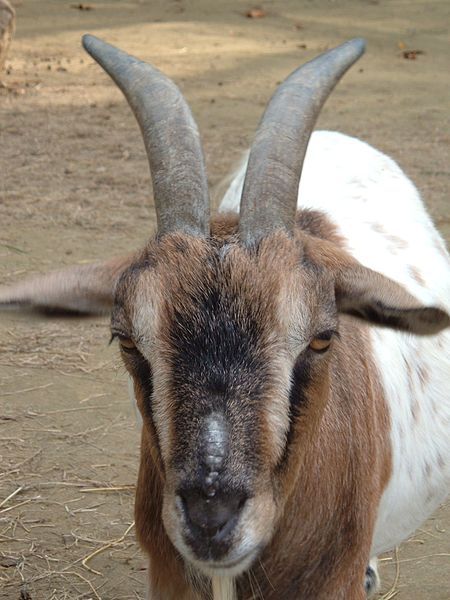 450px-hazikecske.jpg 450px-hazikecske.jpg